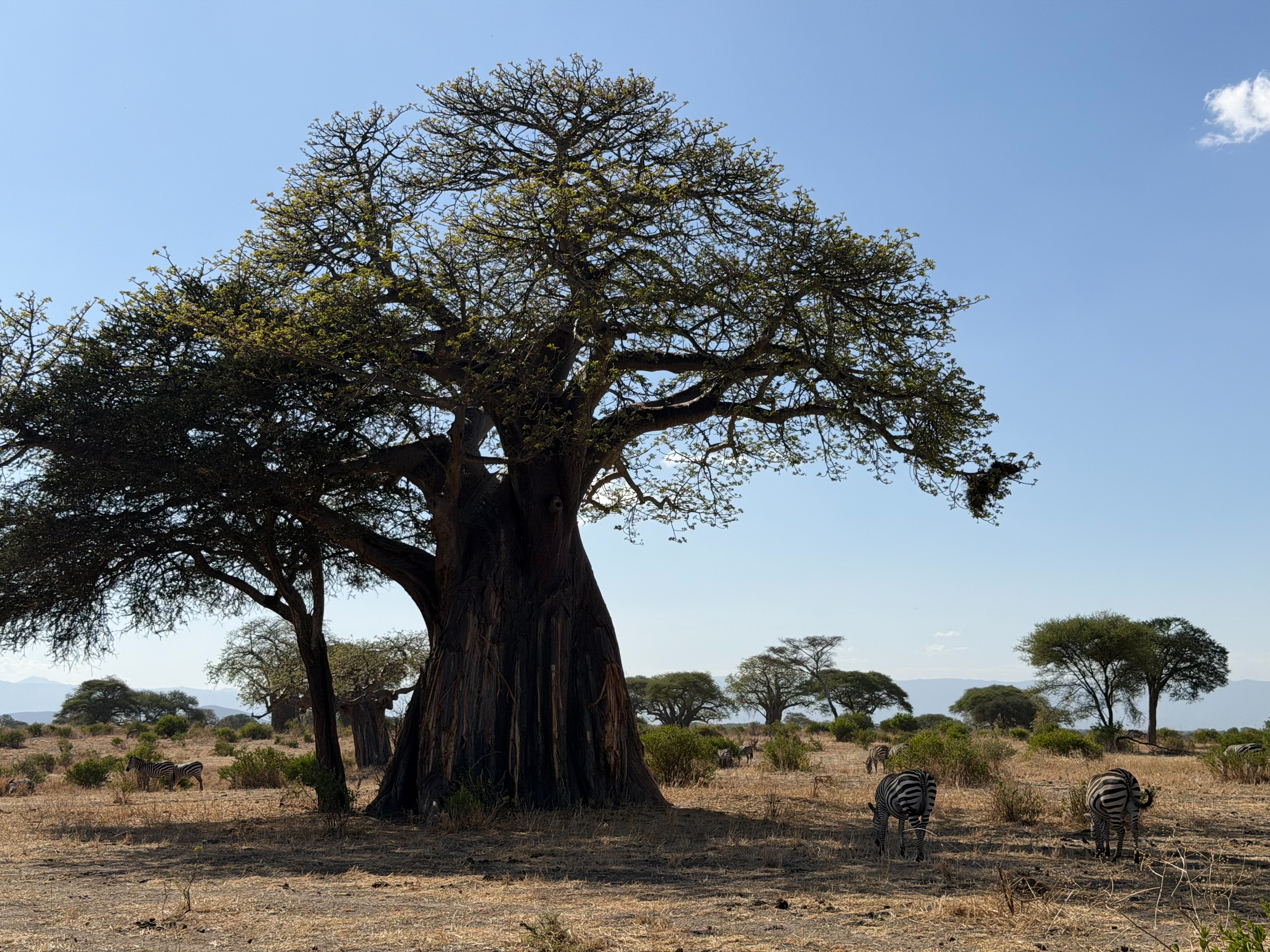 塔蘭吉雷國家公園，巨大的猴麵包樹佇立著，前方有幾隻斑馬在吃草。