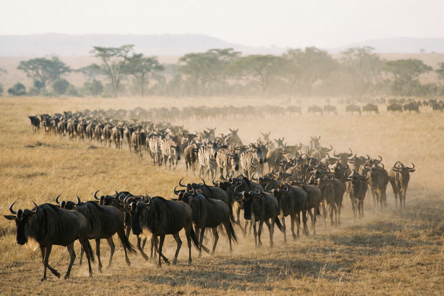 塞倫蓋提大草原上，數以萬計的角馬正在進行大遷徙，塵土飛揚，場面壯觀。
