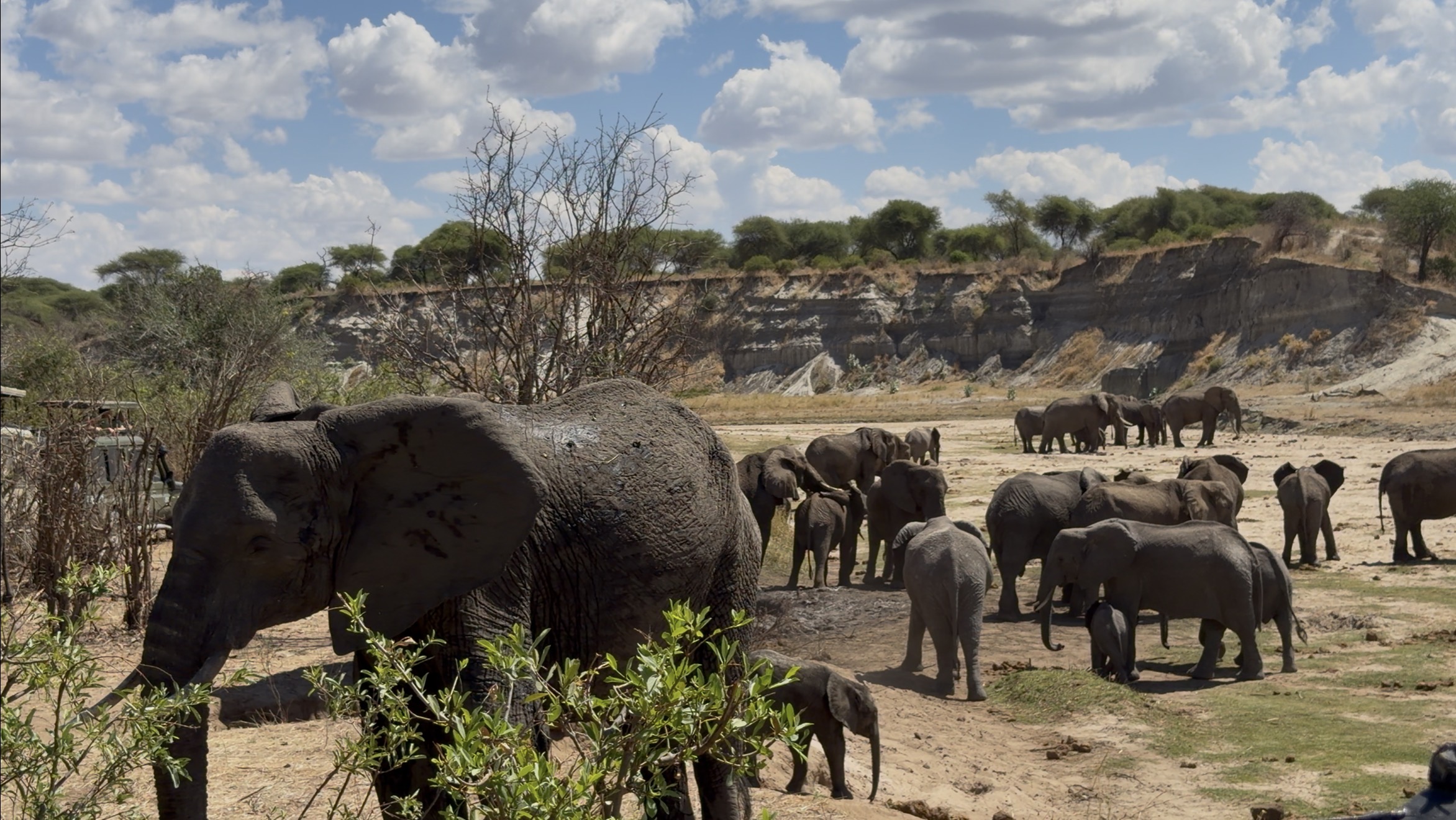 塔蘭吉雷國家公園，巨大的猴麵包樹剪影，前方有幾隻斑馬在吃草。